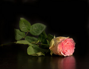valentine rose f1ni9wFu thumb